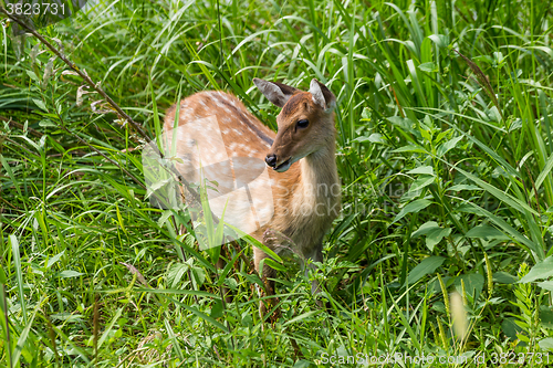 Image of Young Roe-deer in the wild