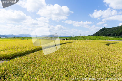 Image of Rice meadow