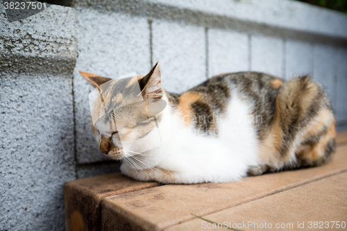 Image of Sleepy cat