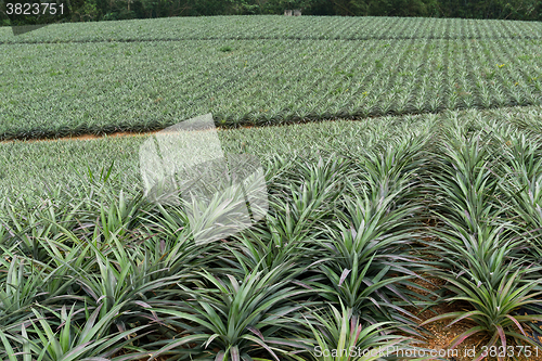 Image of Pine apple farm at TaiWan