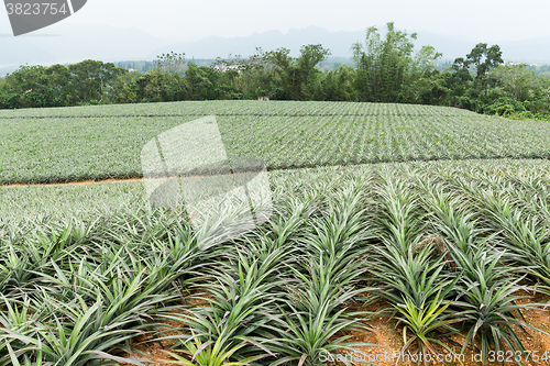 Image of Pine apple farm