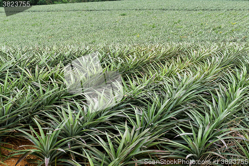 Image of Pineapple fruit field