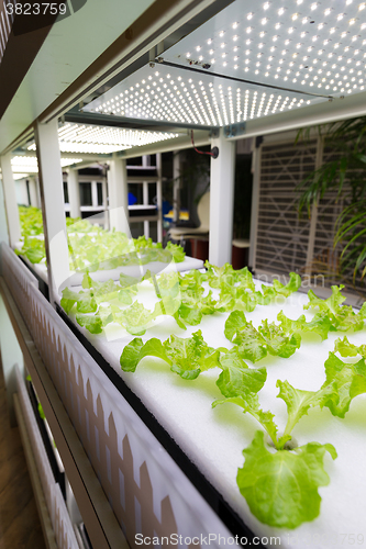 Image of Hydroponics system rack