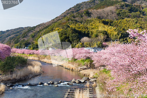 Image of Sakura flower in kawazu