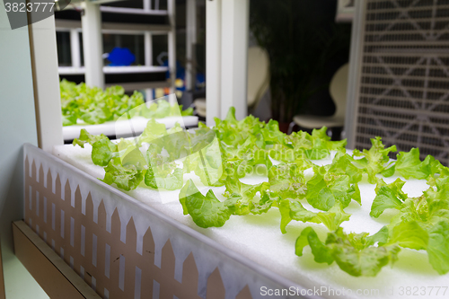 Image of Hydroponics system at indoor