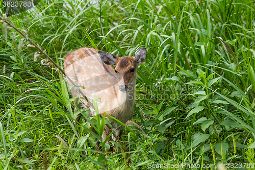 Image of Deer