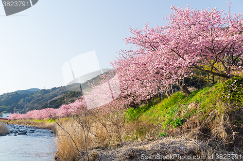 Image of Sakura and river