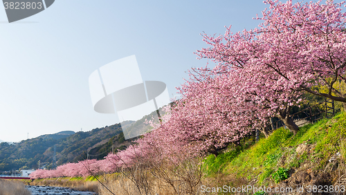 Image of Cherry tree in Kawazu