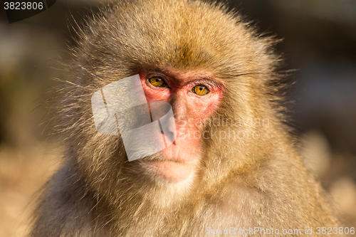 Image of Wild monkey