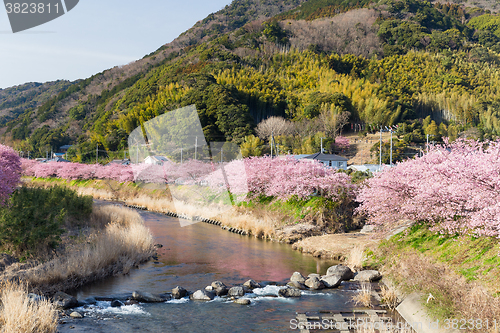 Image of Sakura in japan