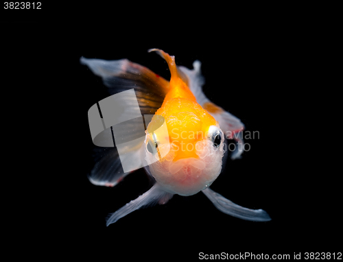 Image of Gold fish isolated on black