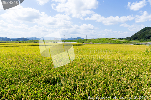 Image of Paddy rice