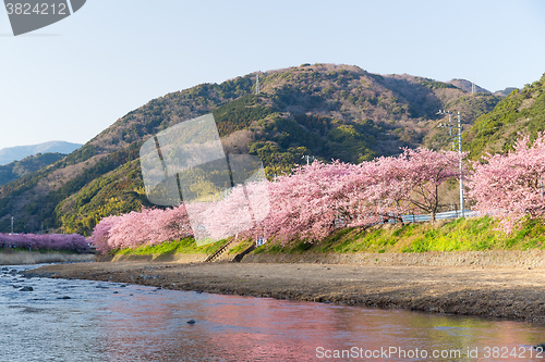 Image of Sakura tree