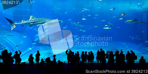 Image of Giant whale shark in Aquarium