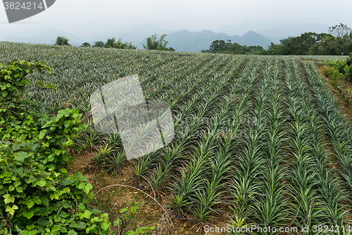 Image of Pineapple fruit field