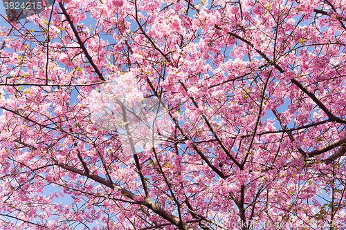 Image of Sakura