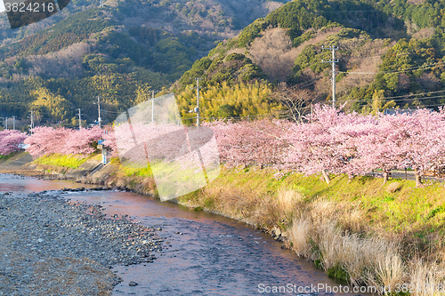 Image of Sakura tree with river