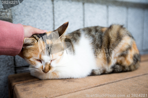 Image of Woman hand touch on the head of the cat