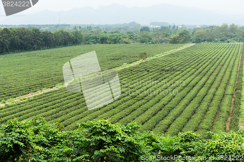 Image of Tea field