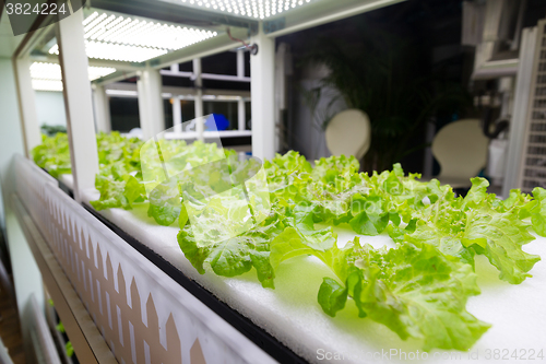 Image of Cultivation vegetables in hydroponics system