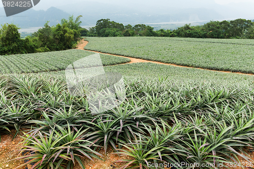 Image of Pineapple field in TaiTung, TaiWan