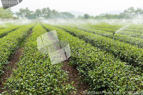 Image of Tea plantation in Taiwan luye