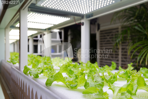 Image of Planting hydroponics system at indoor