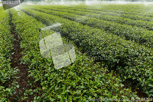 Image of Water supply for tea plant in TaiTung, TaiWan