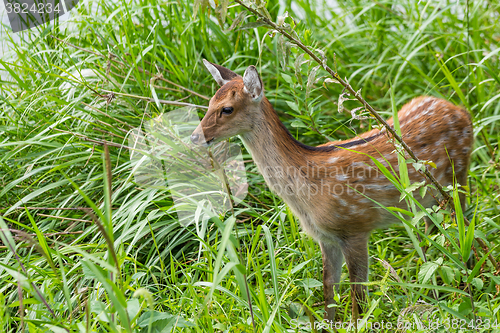 Image of Roe deer seek for food