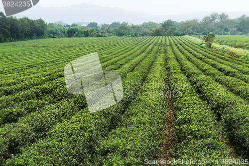 Image of Fresh green tea plantation at TaiWan