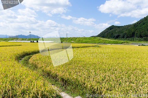 Image of Paddy rice field