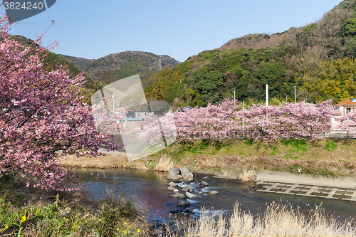 Image of Kawazu-zakura Cherry Blossom