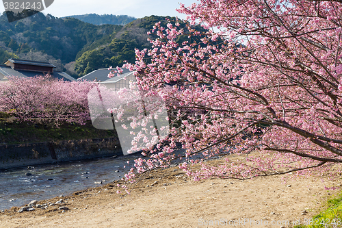 Image of Sakura tree