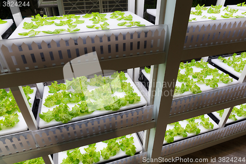 Image of Planting hydroponics