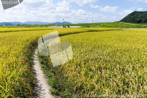 Image of Rice farm 