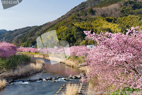 Image of Pink cherry blossom, Kawazu cherry tree in shizuoka japan