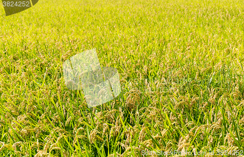 Image of Rice plantation