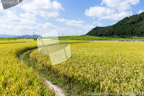 Image of Rice field