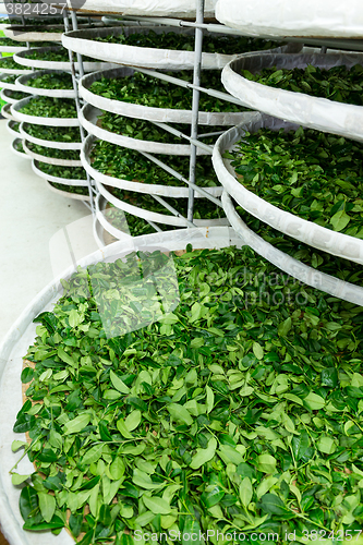 Image of Tea factory