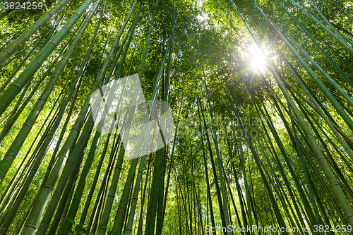 Image of Bamboo forest