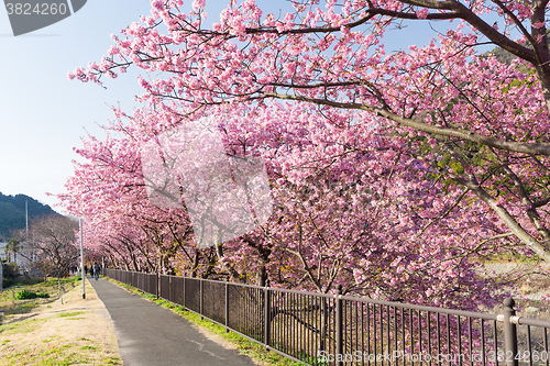 Image of Kawazu with sakura tree