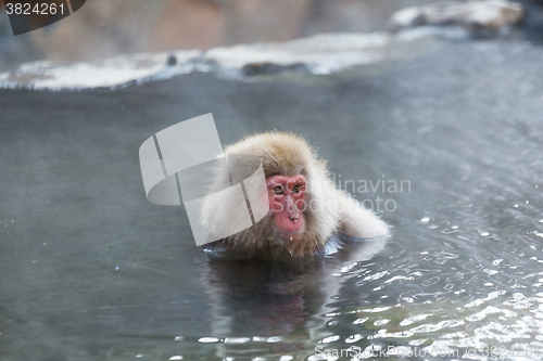 Image of Snow monkey in onsen