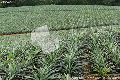 Image of Pineapple fruit farm in TaiTung, TaiWan