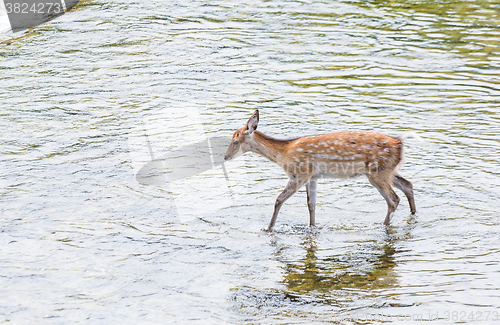 Image of Roe deer passing though the lake