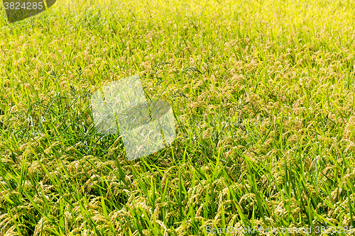 Image of Autumn rice field