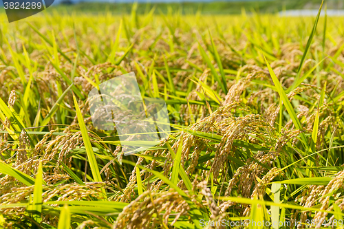 Image of Rice field