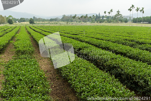 Image of Tea farm in luye