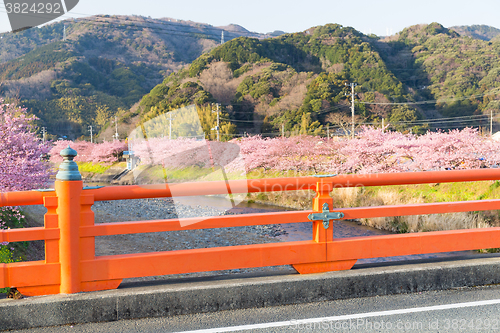 Image of Sakura flower in kawazu