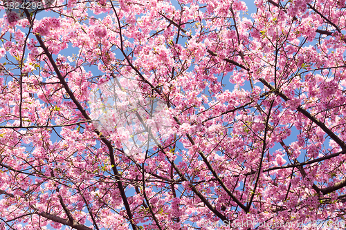 Image of Sakura in pink