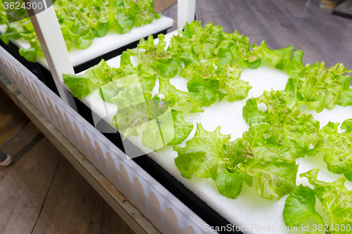 Image of Cultivation vegetables in hydroponics